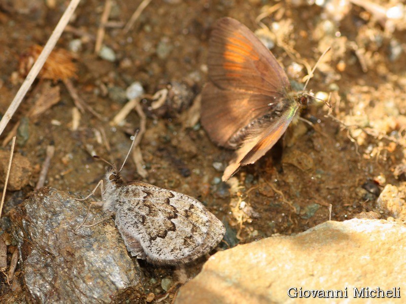 Erebia pandrose?